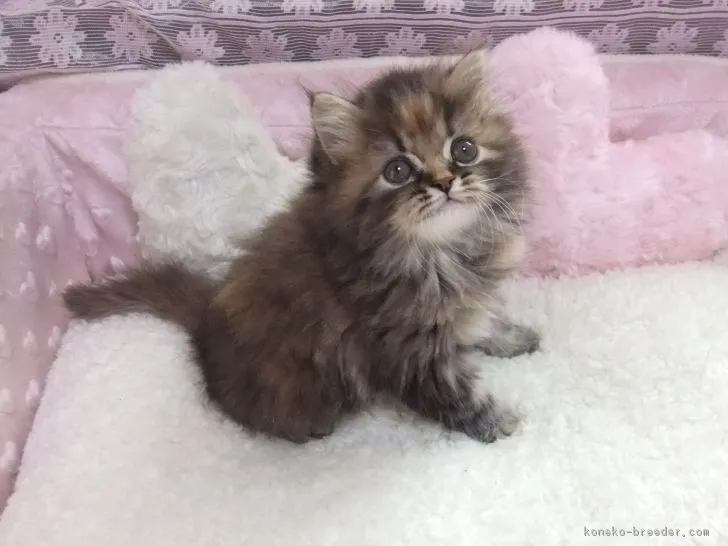 ID:1710-00178の子猫
