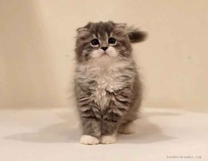 ID：1905-00903の子猫