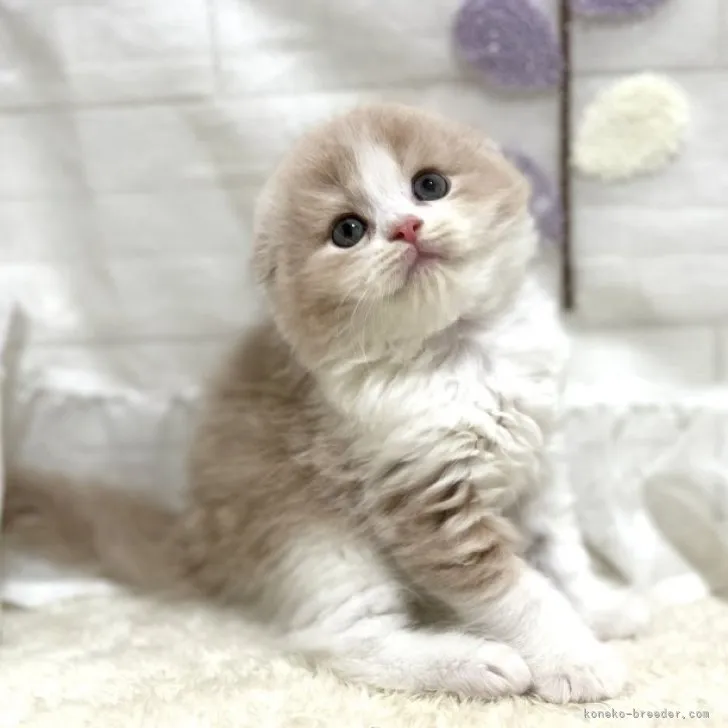 ID：2307-01174の子猫