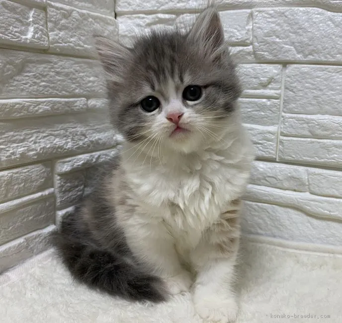 ID：2003-00710の子猫