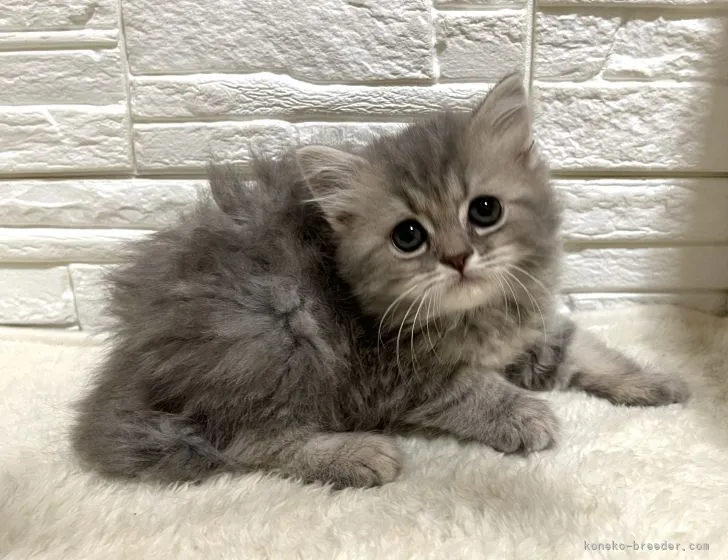 ID：2204-00478の子猫