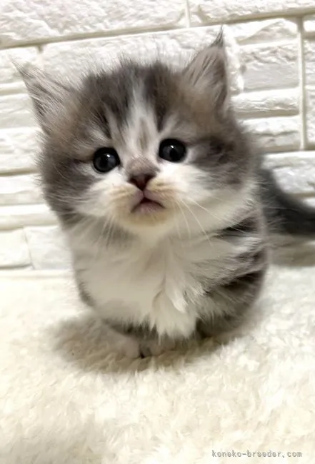 ID:2204-00516の子猫