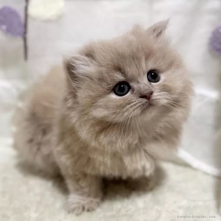 ID：2411-01834の子猫