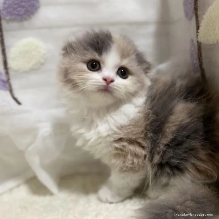 ID:2208-00037の子猫