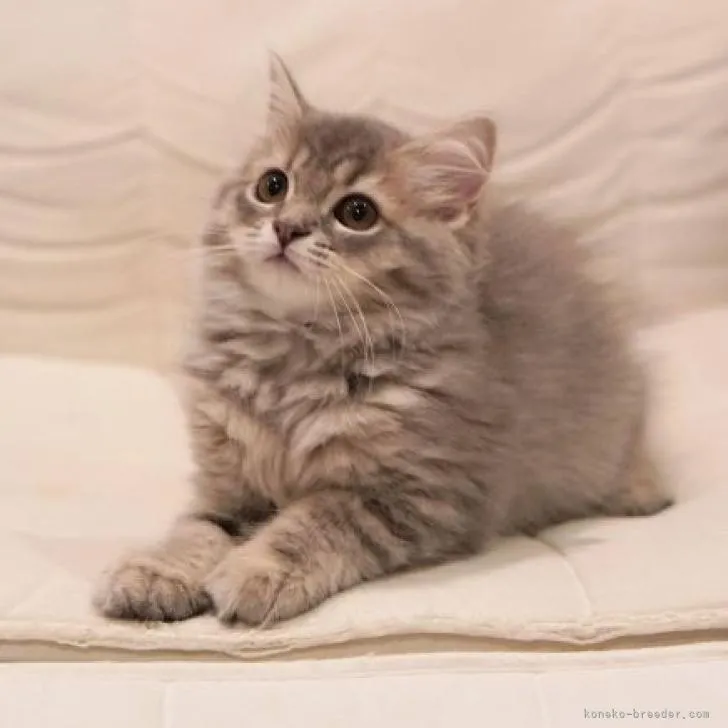 ID:2208-00737の子猫