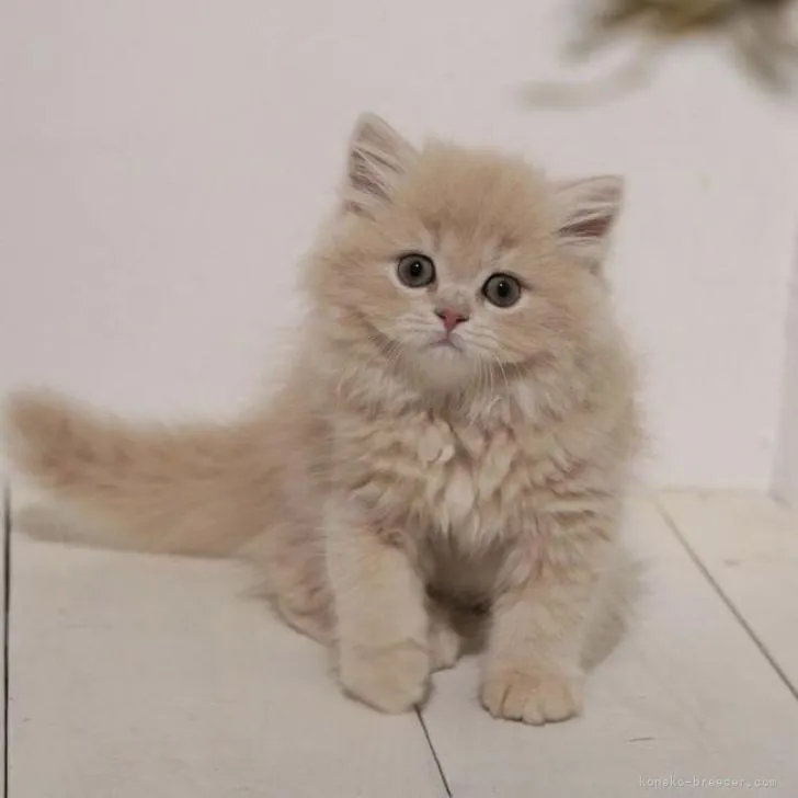 ID：2208-00039の子猫