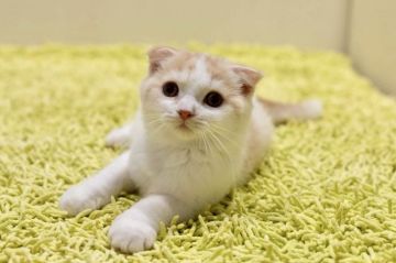 スコティッシュフォールド(折れ耳)【埼玉県・男の子・2018年5月4日・クリーム&ホワイト（ロング）】の写真「可愛いお顔です！去勢済み♡」