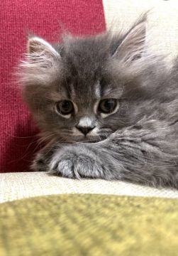 マンチカン(短足)【埼玉県・男の子・2022年2月28日・ブルータビー（セミロング）】の写真「とってもフレンドリー♡短足」
