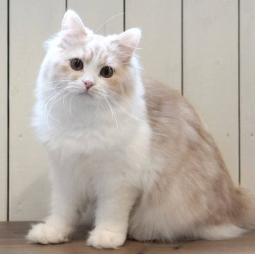 ミヌエット(長足)【埼玉県・男の子・2024年5月20日・クリームタビー&ホワイト（セミロング）】の写真「可愛い甘えん坊くん🌟去勢済み代金込」