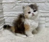 ミヌエット【埼玉県・女の子・2020年3月28日・シルバーパッチドタビー&ホワイト】の写真1