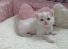 スコティッシュフォールド【埼玉県・男の子・2016年5月1日・クリーム&ホワイト】の写真1