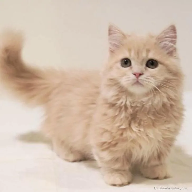 ID：2205-01114の子猫