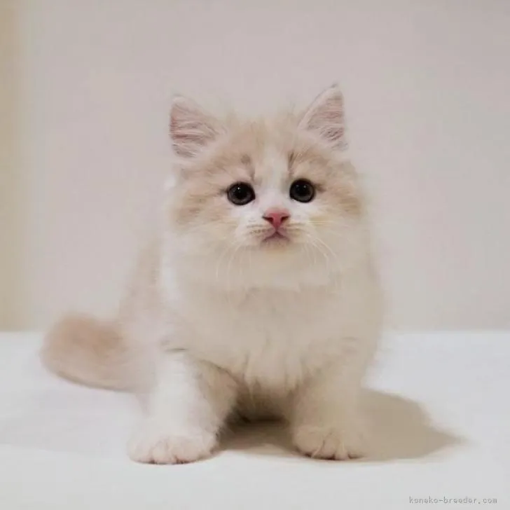 ID：2210-00503の子猫