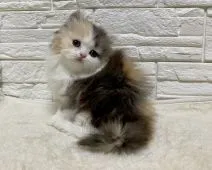 ミヌエット【埼玉県・女の子・2020年3月28日・シルバーパッチドタビー&ホワイト】の写真2