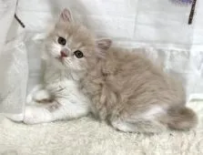 スコティッシュフォールド(立ち耳)【埼玉県・女の子・2022年3月16日・クリームタビー&ホワイト】の写真2