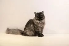 スコティッシュフォールド(立ち耳)【埼玉県・女の子・2018年6月6日・ブラックスモーク】の写真2