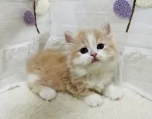 マンチカン(短足)【埼玉県・男の子・2021年9月7日・クリームタビー&ホワイト】の写真2