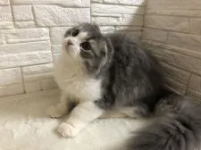 スコティッシュフォールド(折れ耳)【埼玉県・男の子・2018年12月6日・ブルータビー&ホワイト】の写真2