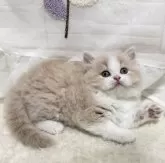 ミヌエット(長足)【埼玉県・男の子・2024年10月8日・クリーム&ホワイト】の写真2