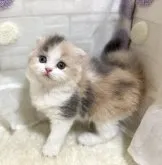 スコティッシュフォールド(折れ耳)【埼玉県・女の子・2023年5月30日・ダイリュートキャリコ】の写真2