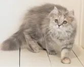 ミヌエット(長足)【埼玉県・女の子・2022年10月15日・ブルートービー】の写真2