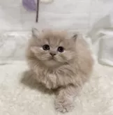 ミヌエット(長足)【埼玉県・女の子・2024年10月8日・クリーム】の写真2