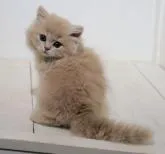 スコティッシュフォールド(立ち耳)【埼玉県・男の子・2022年6月7日・ダイリュートキャリコ】の写真2