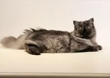 スコティッシュフォールド(立ち耳)【埼玉県・女の子・2018年6月6日・ブラックスモーク】の写真3