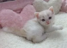 スコティッシュフォールド【埼玉県・男の子・2016年5月1日・クリーム&ホワイト】の写真3