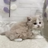 ミヌエット(長足)【埼玉県・男の子・2024年10月8日・クリーム&ホワイト】の写真3