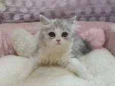 スコティッシュフォールド(立ち耳)【埼玉県・女の子・2018年5月4日・シルバータビー&ホワイト】の写真3