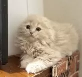 スコティッシュフォールド(折れ耳)【埼玉県・女の子・2023年10月28日・クリームタビー】の写真3