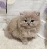 ミヌエット(長足)【埼玉県・女の子・2024年10月8日・クリーム】の写真3