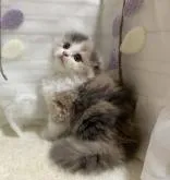 スコティッシュフォールド(折れ耳)【埼玉県・女の子・2022年6月7日・ダイリュートキャリコ】の写真3