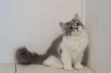 マンチカン(長足)【埼玉県・男の子・2021年10月10日・ブルータビー&ホワイト】の写真4