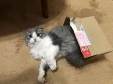 スコティッシュフォールド(折れ耳)【埼玉県・男の子・2018年12月6日・ブルータビー&ホワイト】の写真4