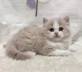 ミヌエット(長足)【埼玉県・男の子・2024年10月8日・クリーム&ホワイト】の写真4