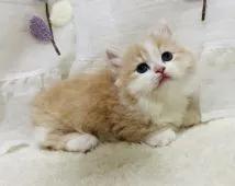 マンチカン(短足)【埼玉県・男の子・2021年9月7日・クリームタビー&ホワイト】の写真5