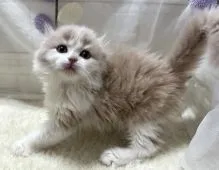 スコティッシュフォールド(折れ耳)【埼玉県・男の子・2021年11月22日・クリームタビー&ホワイト】の写真5