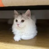 スコティッシュフォールド(立ち耳)【埼玉県・男の子・2023年3月3日・クリームタビー&ホワイト】の写真5