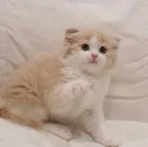 スコティッシュフォールド(折れ耳)【埼玉県・男の子・2022年5月8日・クリームタビー&ホワイト】の写真5