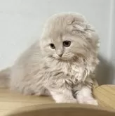 スコティッシュフォールド(折れ耳)【埼玉県・女の子・2023年10月28日・クリームタビー】の写真5