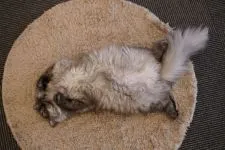 スコティッシュフォールド(立ち耳)【埼玉県・女の子・2018年6月6日・ブラックスモーク】の写真5