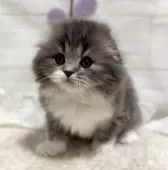 スコティッシュフォールド(折れ耳)【埼玉県・男の子・2025年1月24日・ブルー&ホワイト】の写真13