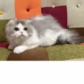 スコティッシュフォールド(折れ耳)【埼玉県・男の子・2024年12月24日・ブルータビー&ホワイト】の写真14