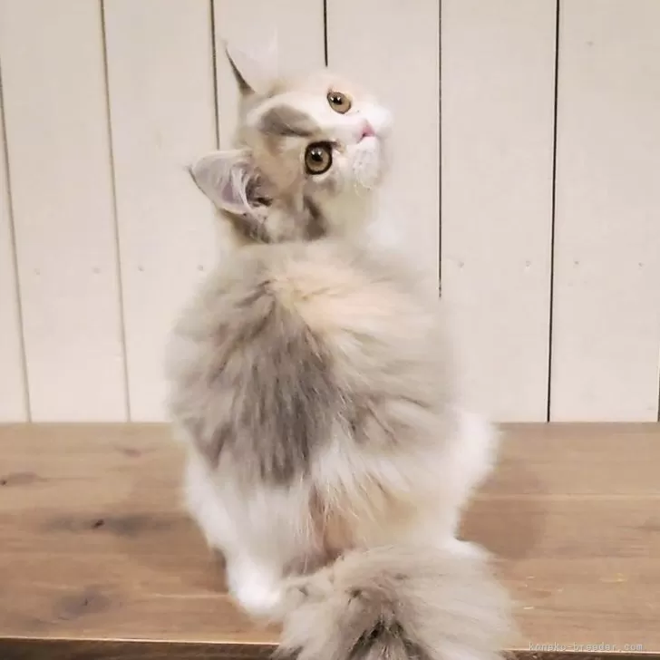 ID：2411-01159の子猫