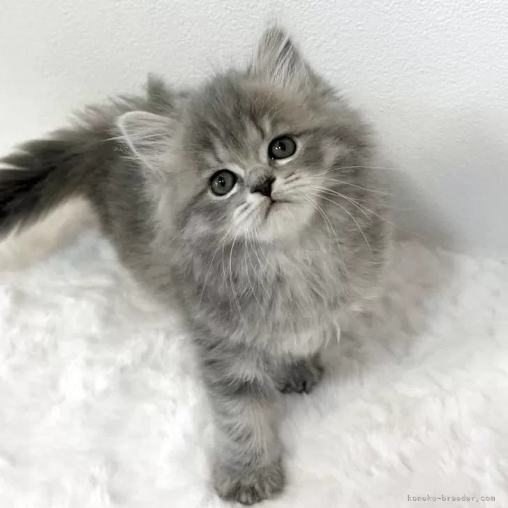 ID：2603-00654の子猫