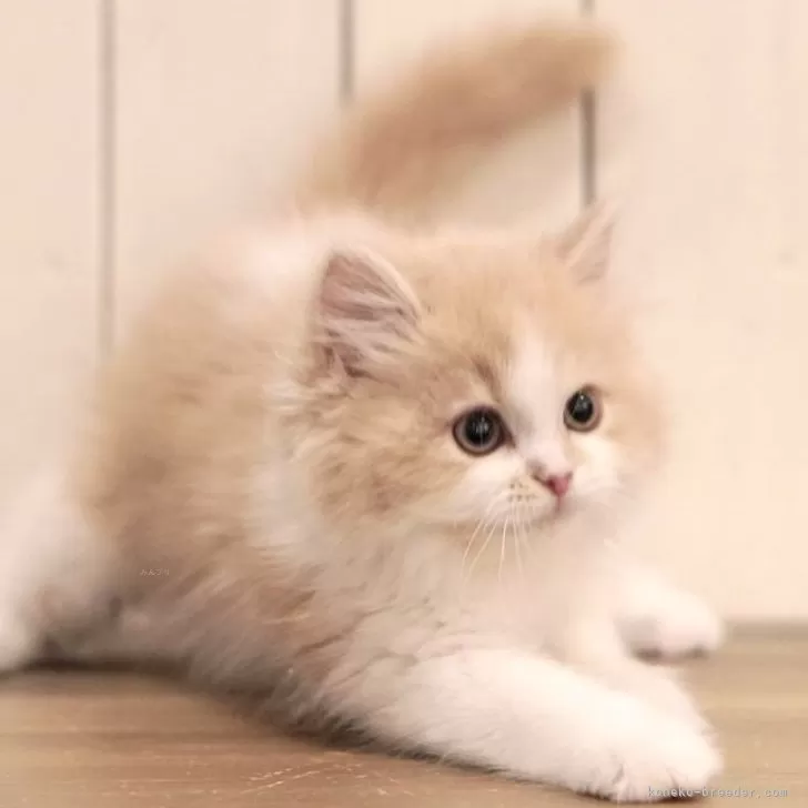 ID:2501-02488の子猫