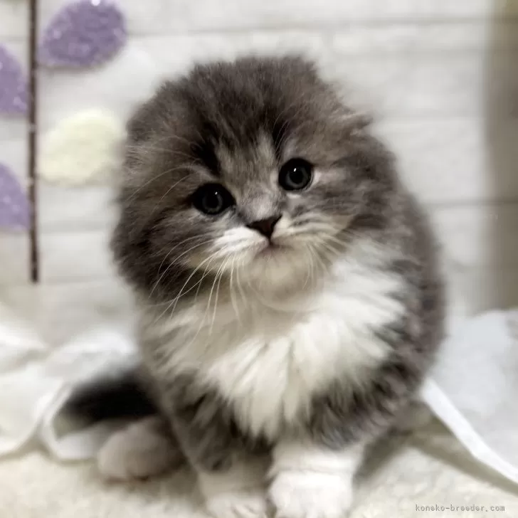 ID：2503-00629の子猫