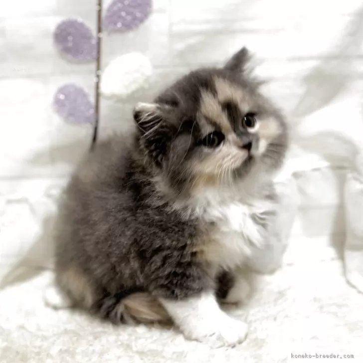 ID：2505-00357の子猫